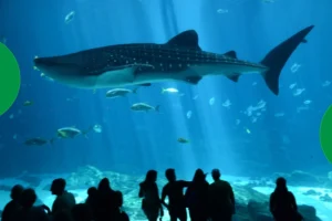 From beluga whales to touch tanks, the Georgia Aquarium offers splashy fun for all ages—without feeling like a tourist trap.