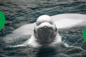 Atlanta’s aquarium isn’t just a tourist stop—it’s a deep dive into ocean wonder, conservation, and awe-inspiring encounters that locals love too.