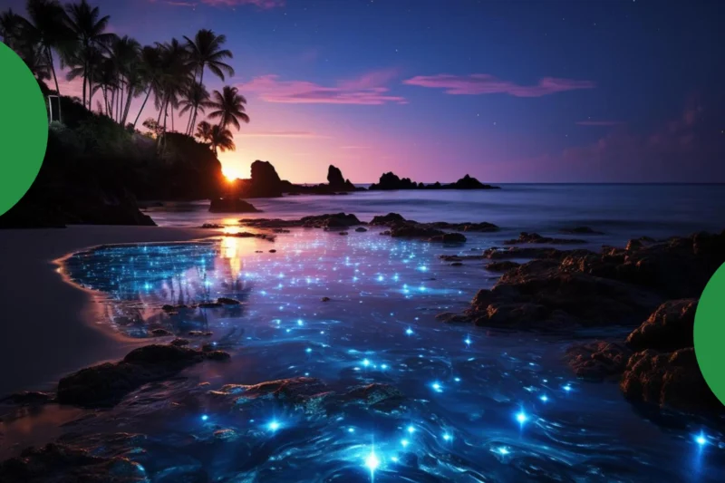 Bioluminescent Beaches